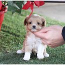 몽냥몽냥 이미지