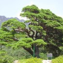 서창 소나무 이미지