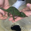 카멜레온 - 광양시 오류4길 27 | 카멜레온