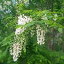 생명과 공존의 숲( 이미지