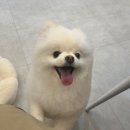 소울독 | 까칠이도 웃게 만든 하루, 천안애견미용 소울독 방문 후기 💛🐾