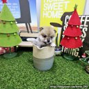 강아지분양 애견입양 아이러브독 인천점 이미지