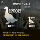 계란나라 이미지