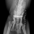 바우동물병원 이미지