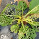 덕이 농장 이미지