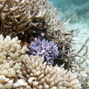 코코환경 이미지