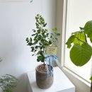 더 골프존 이미지