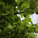 차요테, 백봉단호박 판매합니다. 이미지