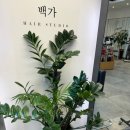 [헤어스튜디오 백가] 당산역미용실에서 완성한 화이트 애쉬 염색 후기