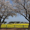 맹방관광지 이미지