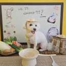 퍼피야놀자 이미지