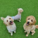 서울근교 애견동반 펜션 델라고펜션 🏡🐶 후기!