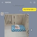 박준애견호텔강아지목욕대형견호텔애견유치원 이미지