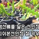 피쉬본 선인장 키우기 물주기 과습 주의 분갈이 생선뼈 선인장 자구 이미지