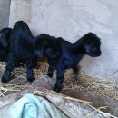 하늘닿은농장 이미지