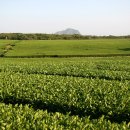 금오름 가는 길 이미지