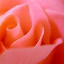 로즈데이 이미지