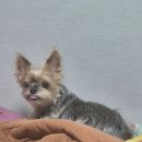 서면주유소 | [이용후기] 강원도 홍천 캠핑장 -비발디 캠핑 파크- 반려견, 수영장