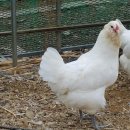 금산청계농장 이미지