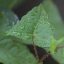 며느리 - 전주시 완산구 태진로 44-3 | 며느리