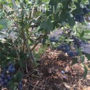 밤나무골농장 이미지