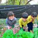 [🩵히야신스💙] 👩🏻‍🌾 🤎아리솔유치원 고구마최고구마〰️🍠✨ 이미지