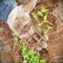 천운농장-2 이미지