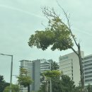 아기랑 거제 벨버디어 후기(룸/고메이/몽돌해수욕장/수영장)
