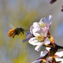 봄을 그리다 이미지