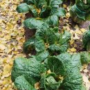 김장하는날 이미지