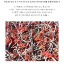 헛개.꾸지뽕.오가피.느릅.참옷.마가목나무겨우살이 사진 및 효능 이미지