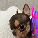 하울링