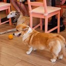 주니코기 | 바르셀로나 코기 카페(Corgi Cafe) - 까사 비센스 앞 강아지 카페