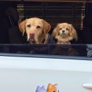 카카오펫 이미지