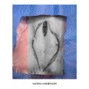 강아지PC | 오산 강아지 유선종양 수술 치근단농양 발치 치료 후기