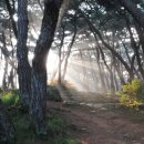 숲속아침 이미지