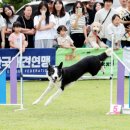 어질리티