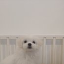 딜라잇독 이미지