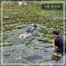 캠프99 네이버블로그