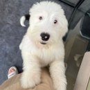 개미애견미용실 | 대형견도 걱정 없는 곳 잉글리쉬 쉽독 히릿이 다녀온 캣펀 후기