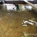 선어냉동물류 Daum카페