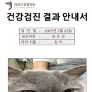 데일리 동물병원 | 우리 상어 묘생 첫 건강검진 후기_송파데일리동물병원