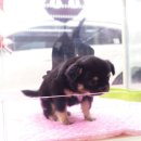 헬로펫 여수 이미지