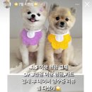 다드멍 이미지