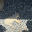 지안목장 이미지