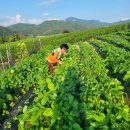 전정금농장 이미지