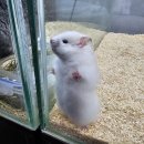 와우펫앤쥬 대구점 이미지