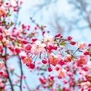 THE SPRING 이미지