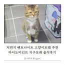 (주)지구환경 | 저먼지 벤토나이트 고양이모래 추천 마이도미넌트 지구모래 솔직후기