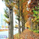 선화로 이미지